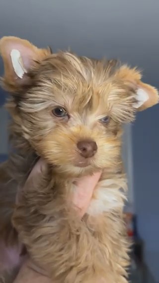Yorkie Male Chocoberry Merle in Lowell, Massachusetts