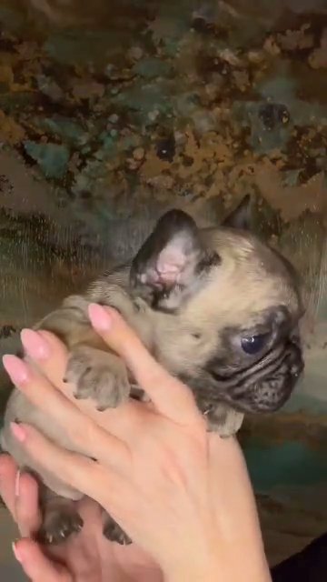 frenchy girl in Detroit, Michigan