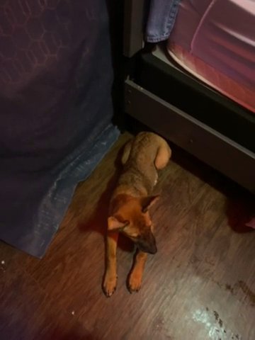belgian malinois in San Antonio, Texas