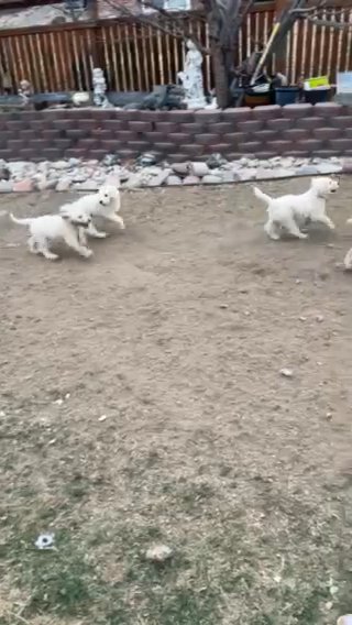 Goldendoodle Puppies 8Weeks Old in Broomfield, Colorado