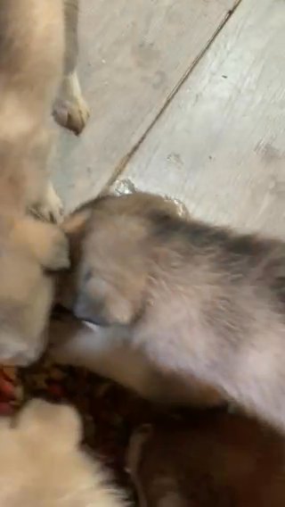Husky Pups in Hollywood, Florida