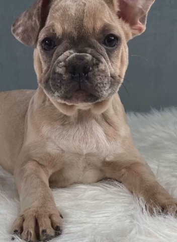 Dexter in New York City, New York