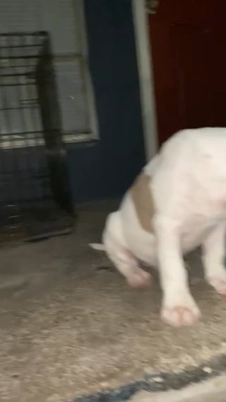 Pitbull-Bully in Houston, Texas