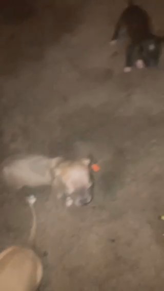 APBT Pitbull in Wichita, Kansas