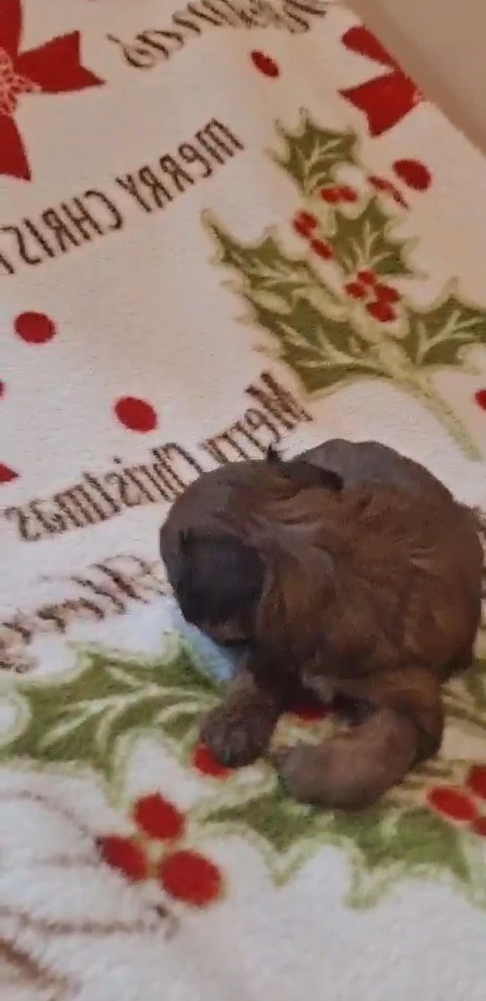 SOLD Yorkiepoo in North Augusta, South Carolina