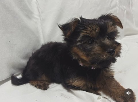 Girl Yorkie in Homestead, Florida