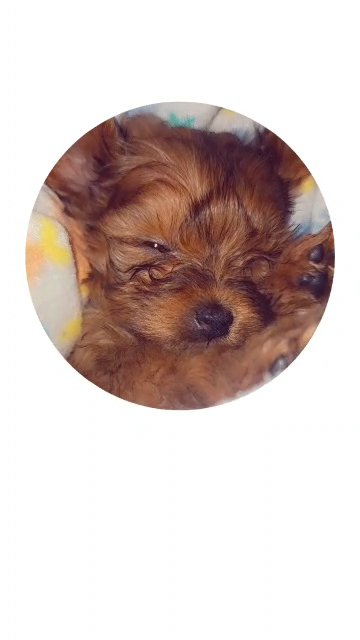 SOLD yorkiepoo in North Augusta, South Carolina