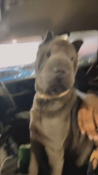 Sharpei in Birmingham, Alabama