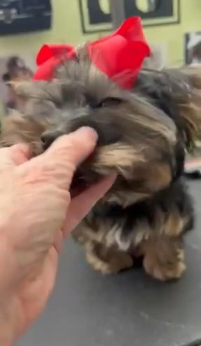 Beautiful AKC Female Chloe in Culpeper, Virginia