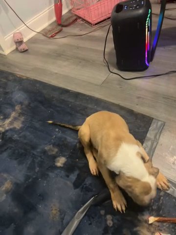 Pitbull Puppy Sold in Philadelphia, Pennsylvania