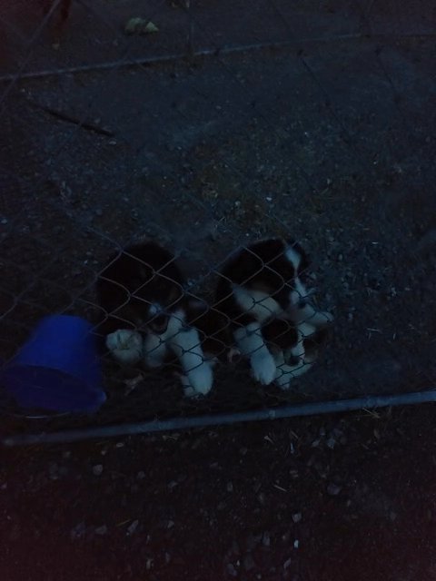 Miniature American shepherd puppies in Maryville, Tennessee