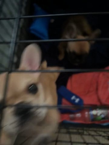 French Bulldog Puppies 10 Weeks Old in Chester, Virginia