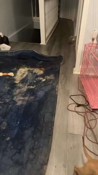 Red Nose Pitbull Will Trade For Another Puppy Has To Be A Boy in Philadelphia, Pennsylvania