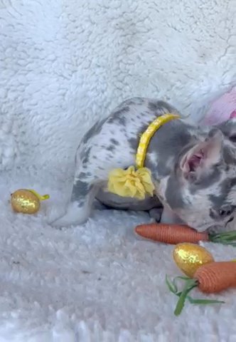 Heaven Lilac Tan Merle in Fort Lauderdale, Florida