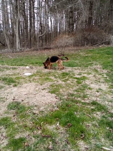 Luna pure bred German shepherd in Griswold, Connecticut