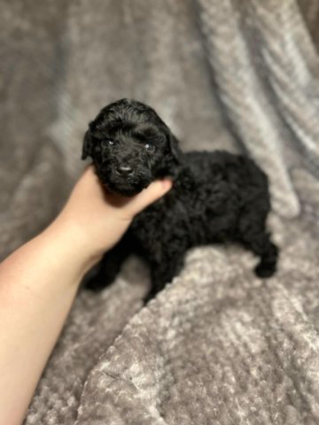 Miniature Poodle Puppies -AKC in Birmingham, Alabama