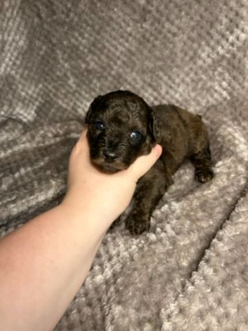 Toy Poodle Puppies -Akc in Birmingham, Alabama