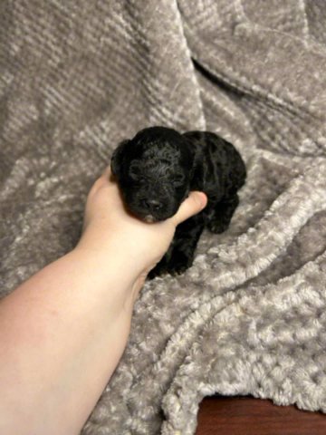 Toy Poodle Puppies -AKC in Birmingham, Alabama