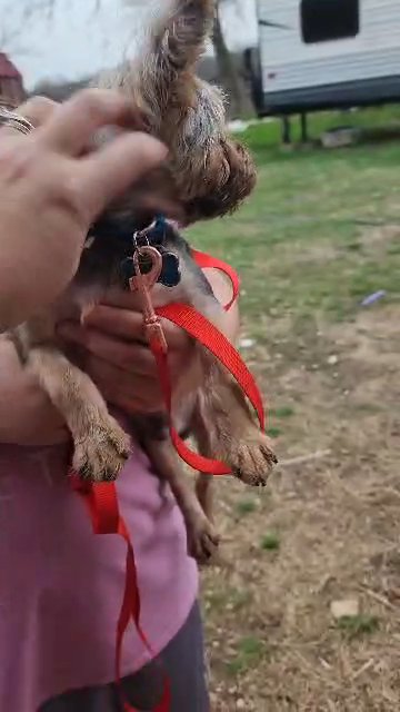 Zeus AKC yorkie male in McKinney, Texas