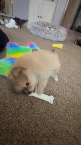 AKC (Milo) Male Pomeranian in Toledo, Ohio