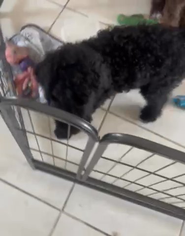 Kiyo Found His Forever Home Sold in Coral Springs, Florida