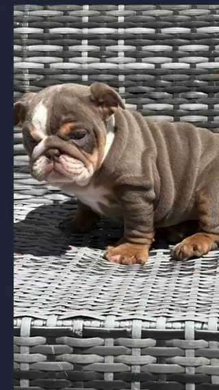 English Bulldog in Washington, District of Columbia