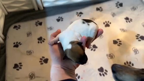 SOLD. Shorty Jack Russell in Paducah, Kentucky