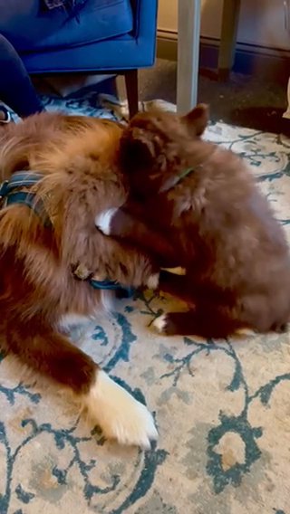 AKC Wooly Coat Siberian Husky Puppies in Florence, Kentucky