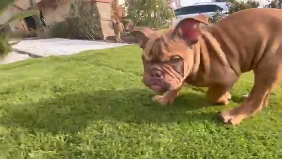 Male Old English Bulldog SOLD* in Riverside, California