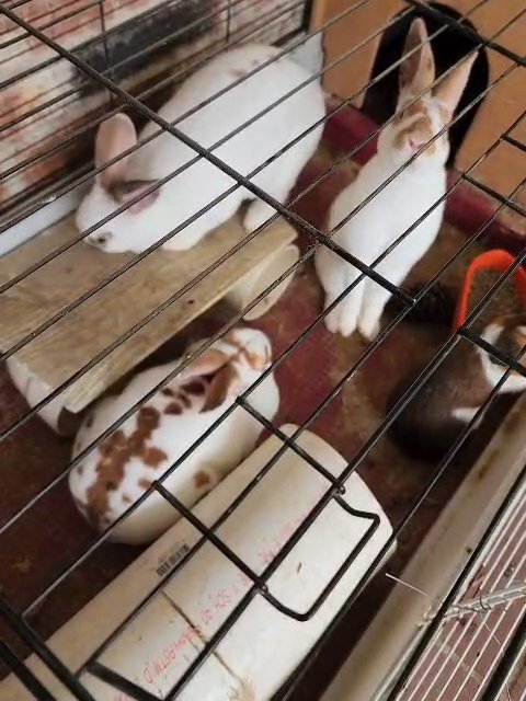 Bunnies for Sale in Richmond, Texas