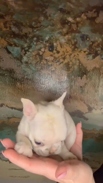 platinum pinky female in Detroit, Michigan