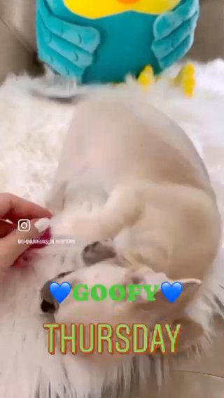???GOOFY??? Chihuahua Puppy in Miami, Florida