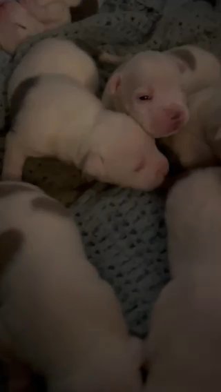 Pure American Pocket Bullies in Burlington (Township), New Jersey