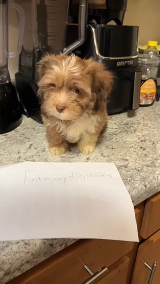 Male Shih-Poo Pup in Catonsville, Maryland