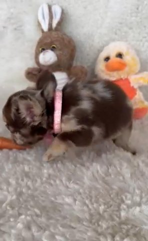 Heart Rojo Tan Merle Fluffy in Fort Lauderdale, Florida