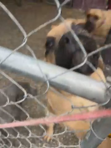 2 Fawn Female Cane Corso Purebreds Price Dropped in Frankfort, Kentucky