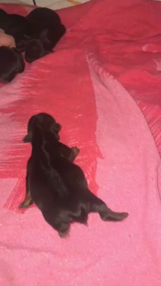 Female Yorkie Puppies in Thomasville, North Carolina