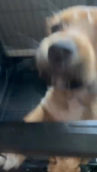 Male Pup in San Bernardino, California