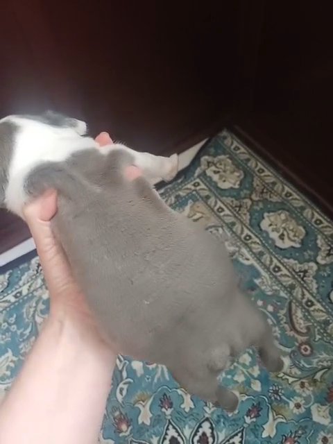 Blue Boston Terrier in Anniston, Alabama