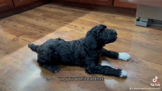 AKC Small Standard Poodle in Indianapolis, Indiana