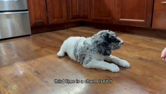 AKC small standard Poodle in Indianapolis, Indiana