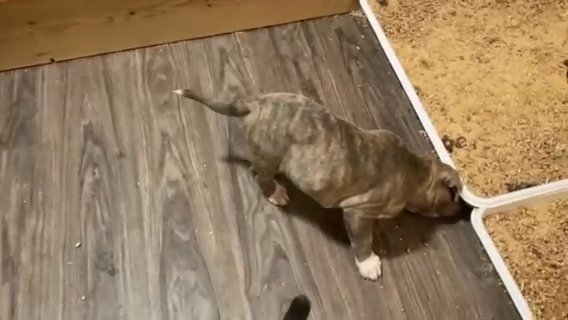 Olde English Bulldogs in Madison, Wisconsin