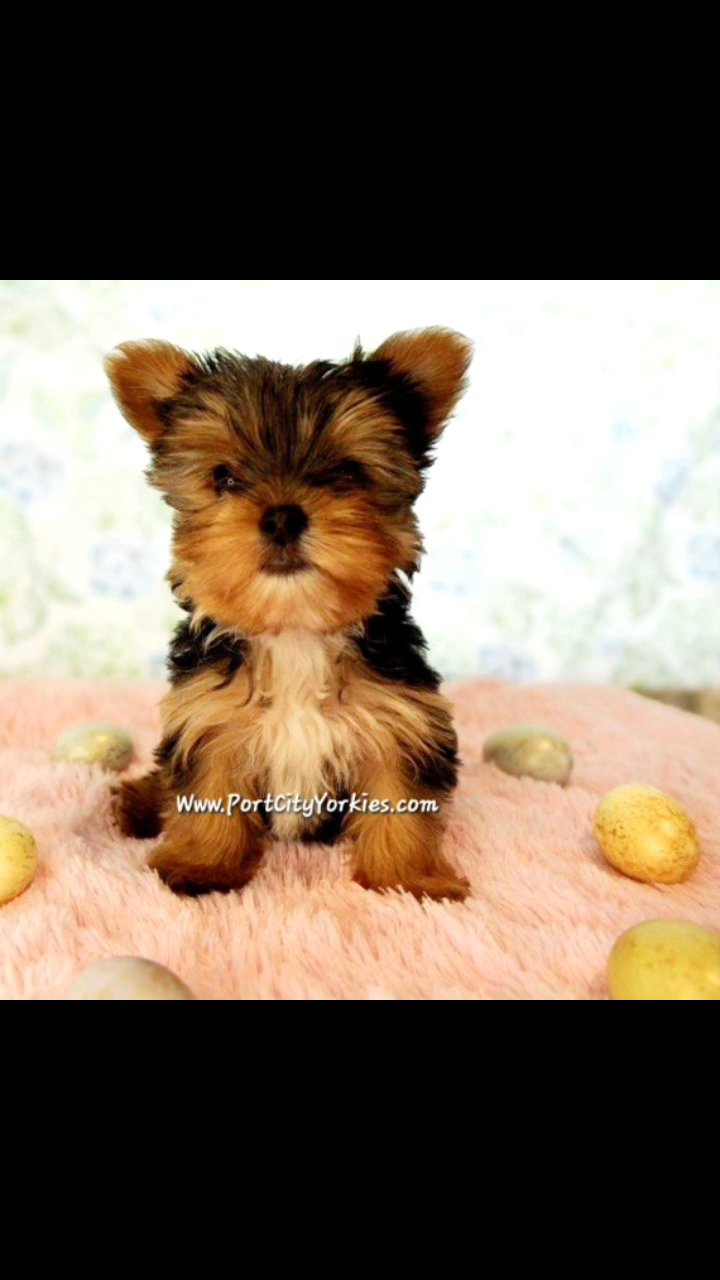 Teacup Male Yorkie Available in Charleston, South Carolina