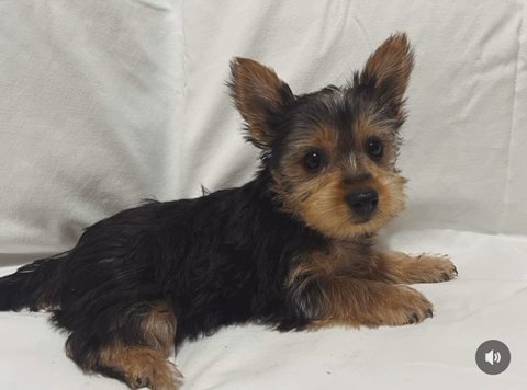Beautiful Girl Yorkie in Homestead, Florida