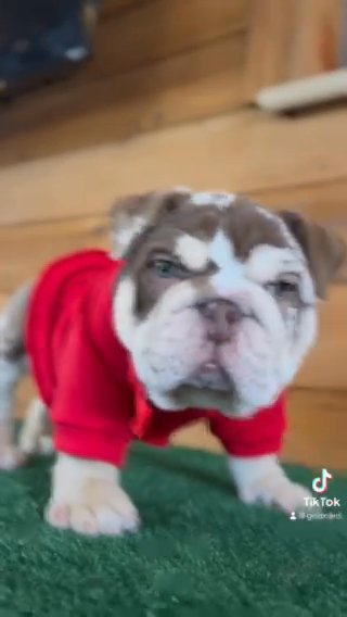 Our Boy Tater Tots Is Looking For A Forever Home in San Antonio, Texas