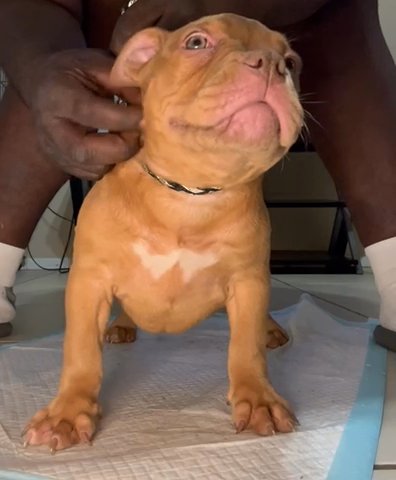 Baby Bully in Tampa, Florida