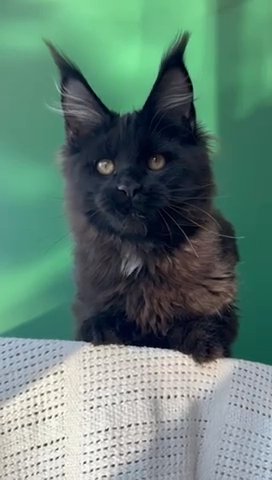 Maine Coon Female in Newtown, Pennsylvania