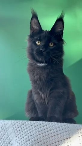 Maine Coon Male in Newtown, Pennsylvania