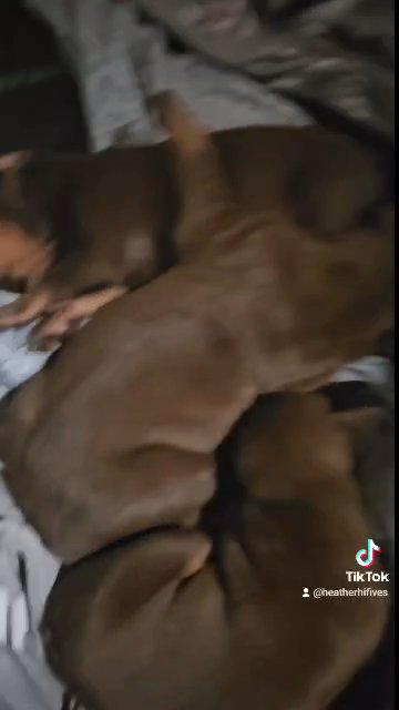 Doberman puppies in Indianapolis, Indiana