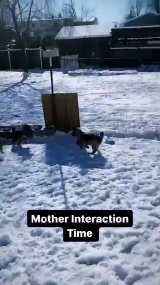 Norwegian Elkhound Puppies !! in South Laurel, Maryland
